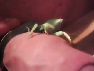 Crusher reccomend mantis eat cock