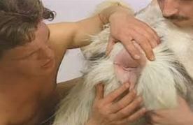 best of Sheeps i pussy a fucked