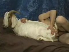 Goat sex with girl