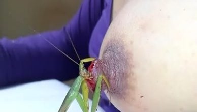 Moonshine reccomend mantis eat cock
